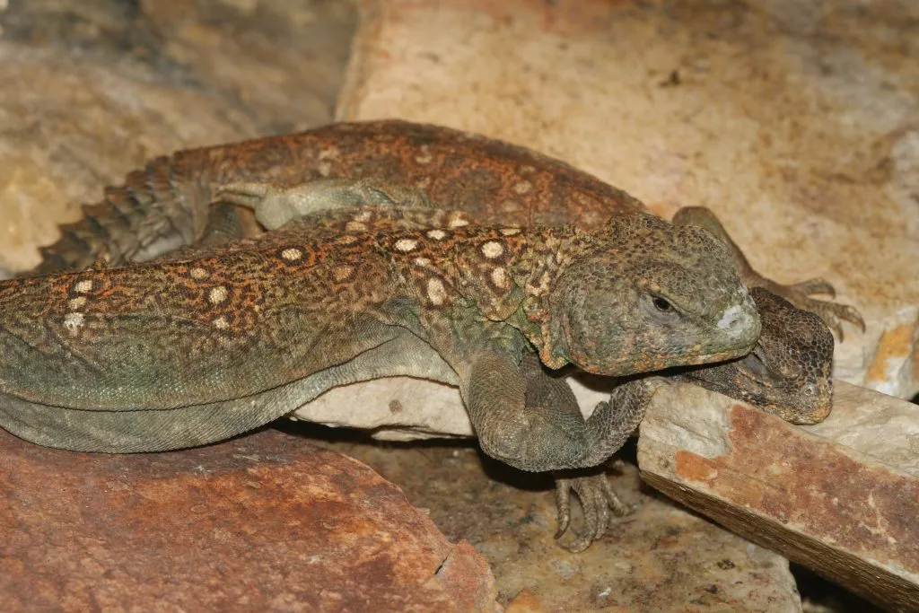 can spiny tail lizards live with bearded dragons?