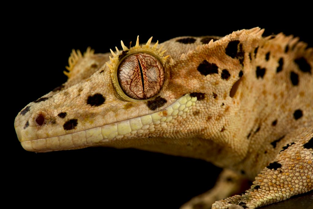 crestie gecko care guide for beginners