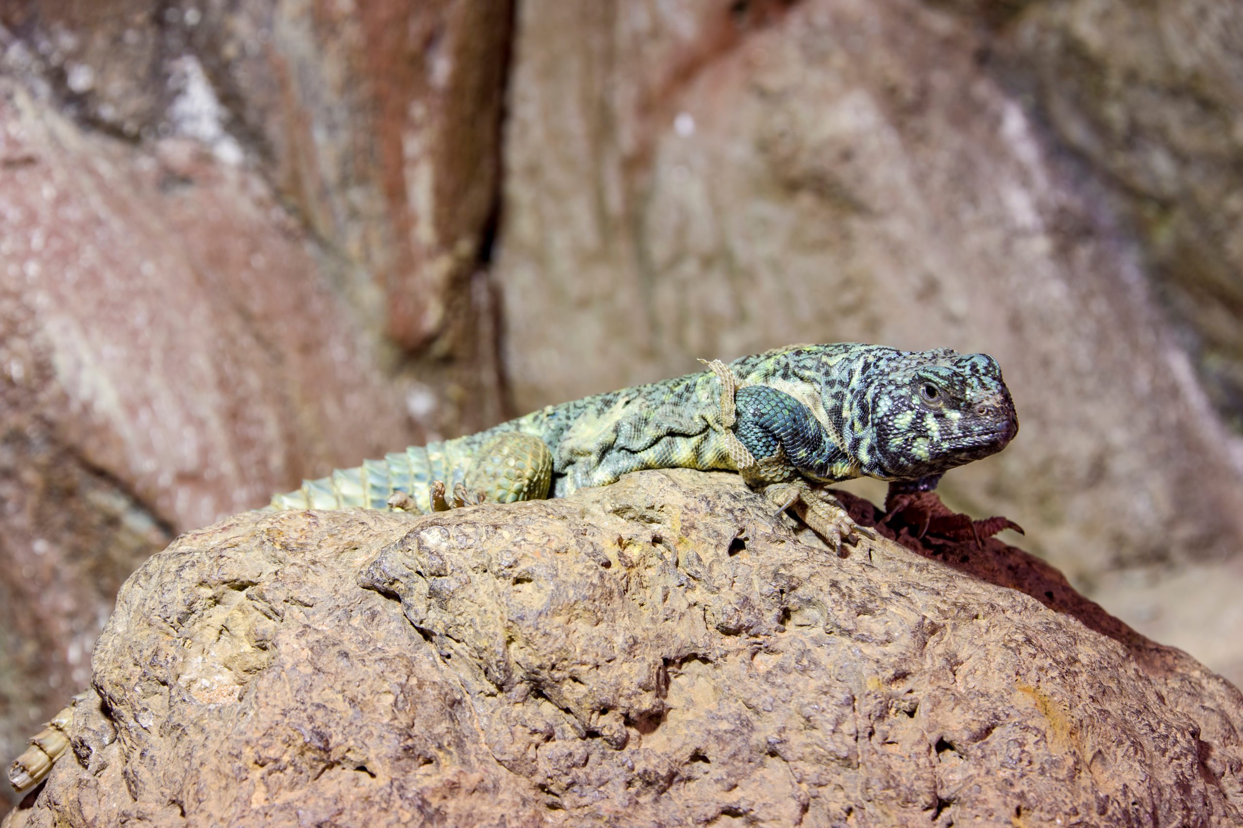 View of Helping Your Reptile Shine: Shedding Tips for a Healthy Skin Renewal