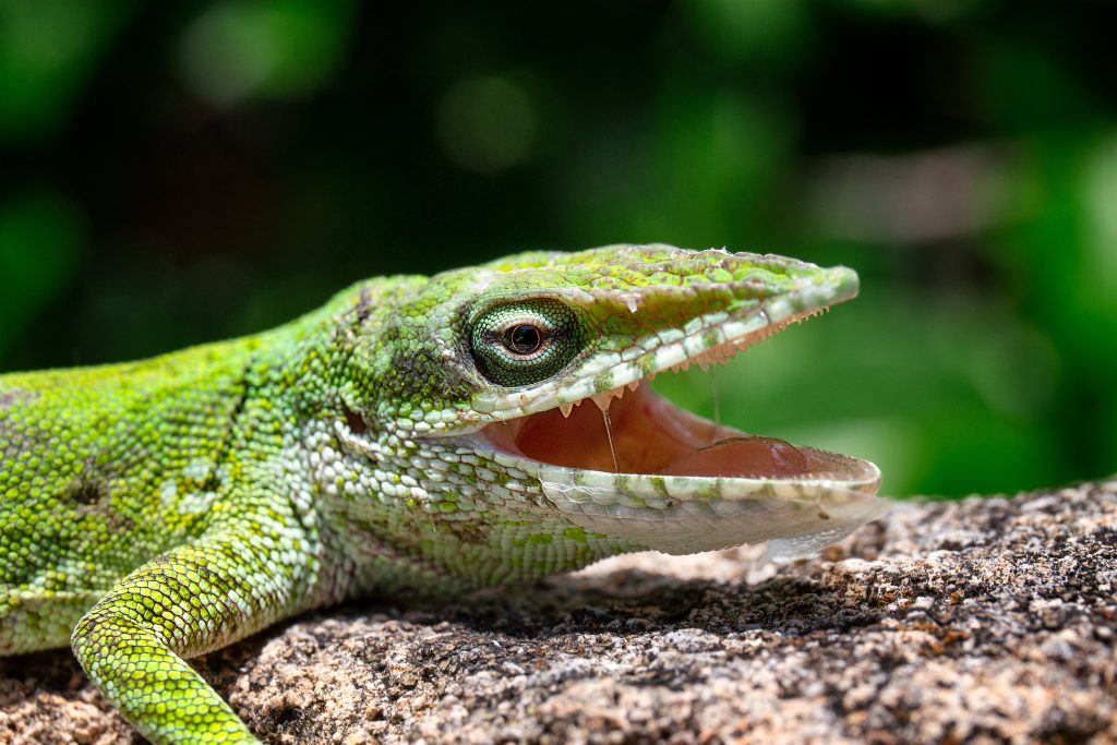 do green anoles have teeth?