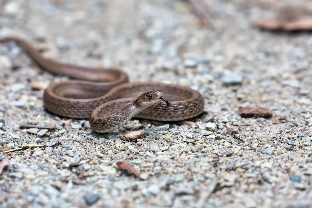 deKay's brown snake care guide