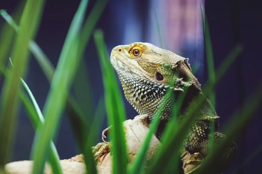 bearded dragon shaking when walking