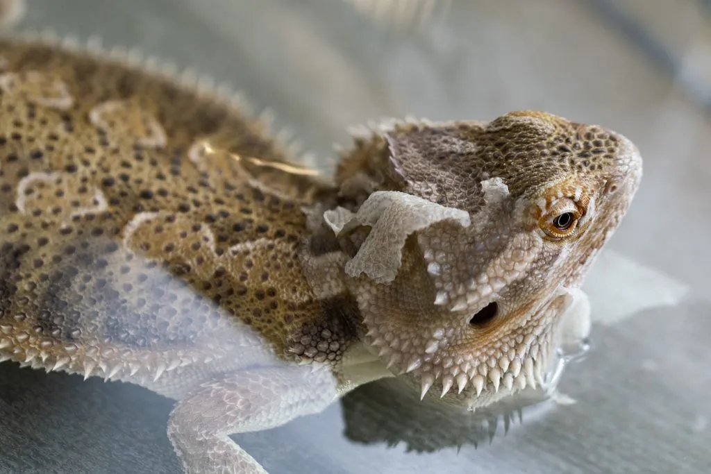 Bearded dragon clearance humidifier