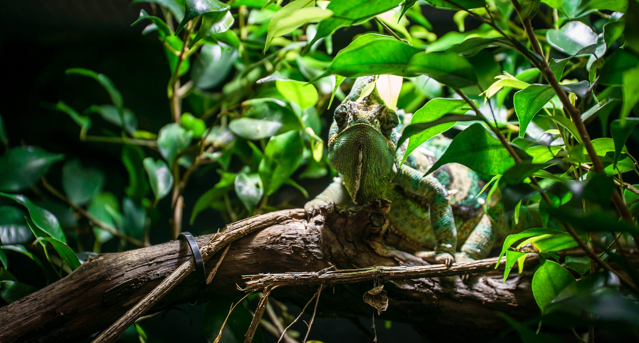 This Is How You Set Up A Perfect Veiled Chameleon Cage - Reptile Craze