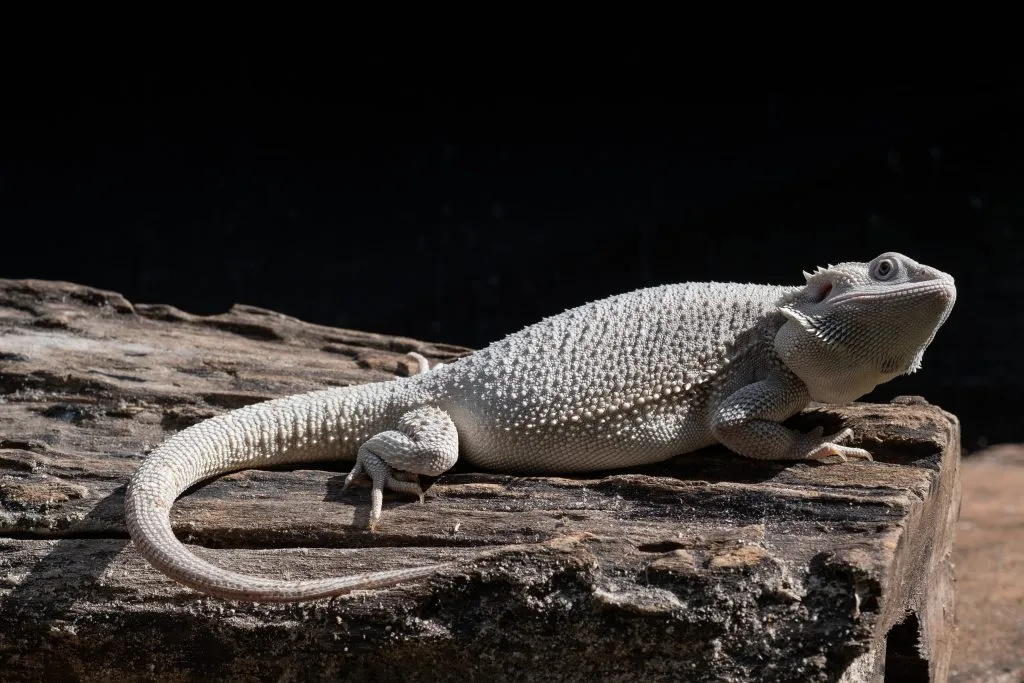 how to make a constipated bearded dragon poop