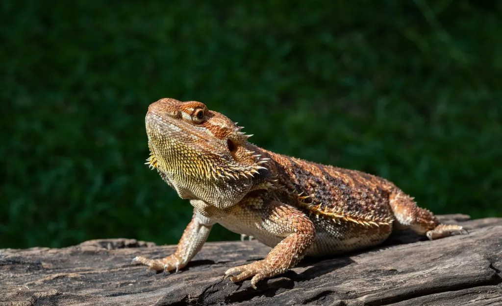 what can i feed my bearded dragon to make him poop