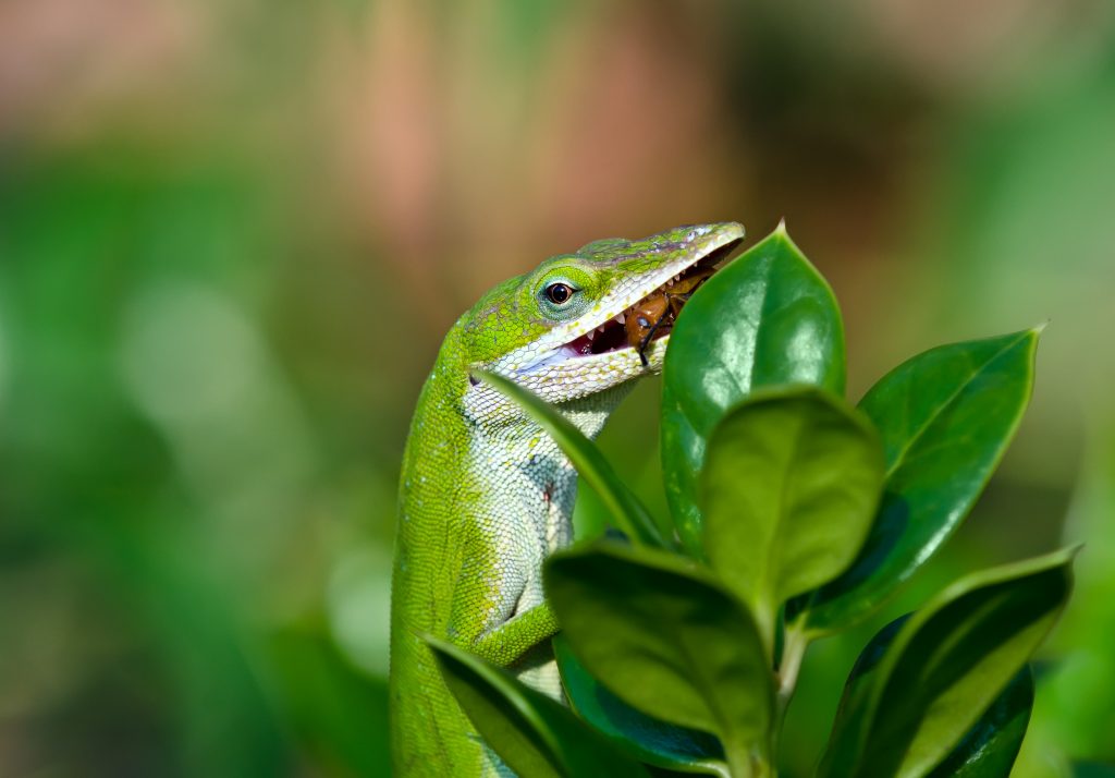 what do green anoles eat?