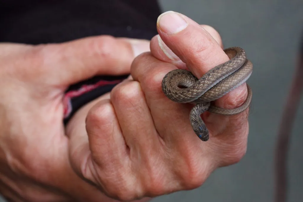 deKay's brown snake handling