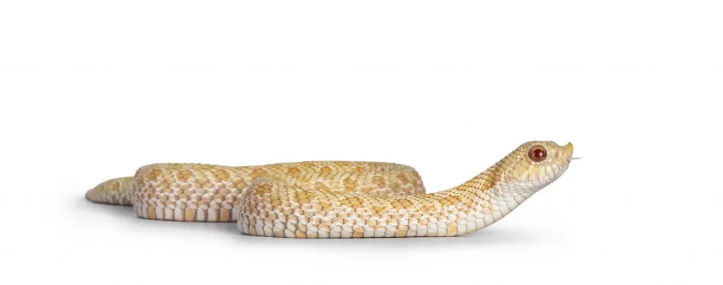 Do Hognose Snake Bites Hurt?