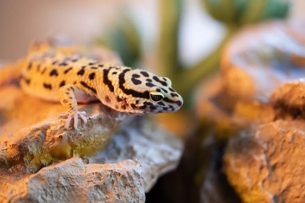 leopard gecko care for beginners