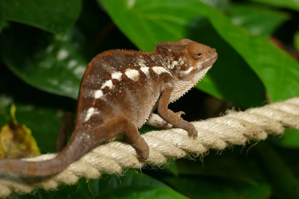 brown chameleons