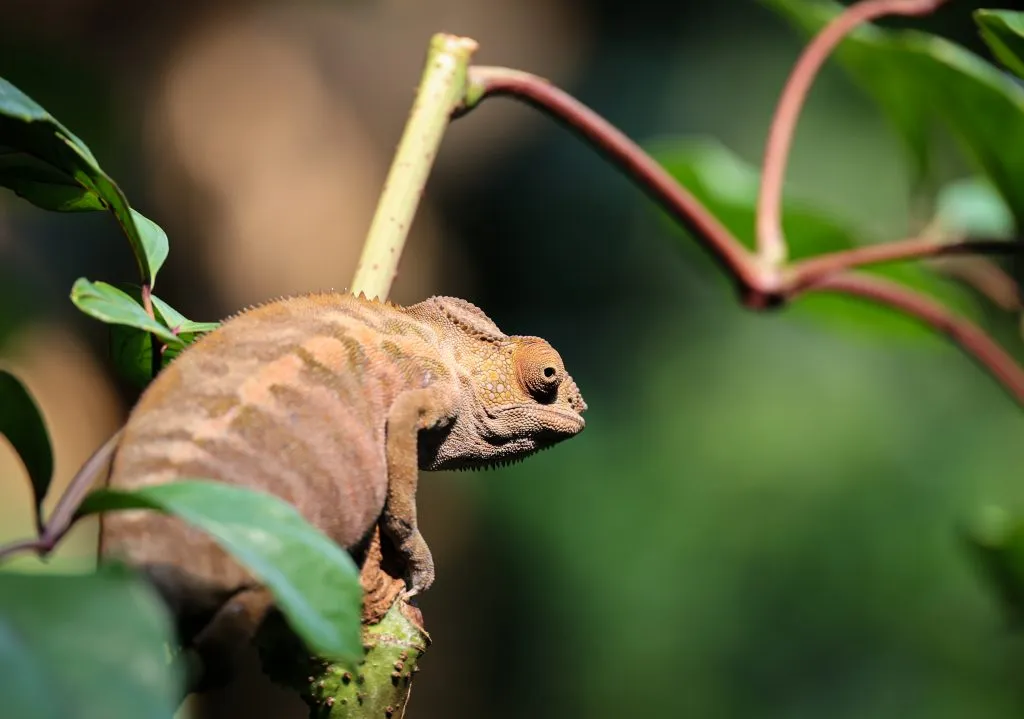 why did my chameleon turn brown?