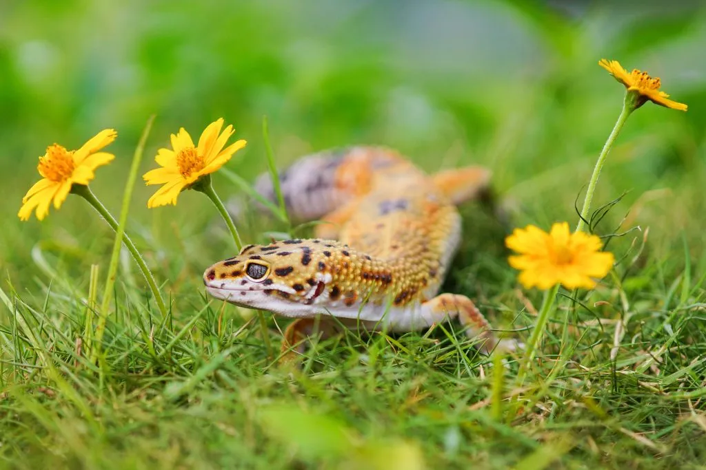 How much care does a leopard gecko need?