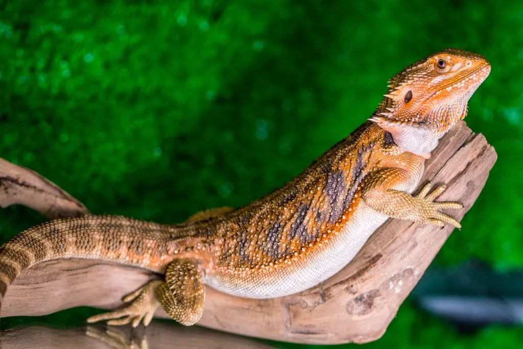 How do I know if my bearded dragon is constipated?