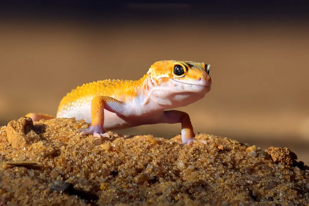 baby leopard gecko care