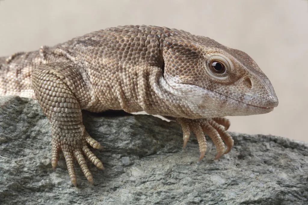 where to buy a savannah monitor