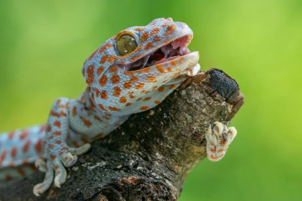 baby tokay gecko care