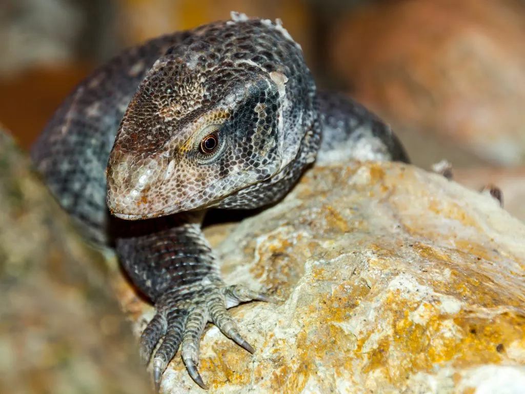 savannah monitor breeder