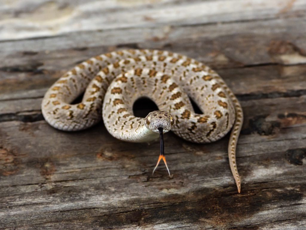 african egg-eating snake colors