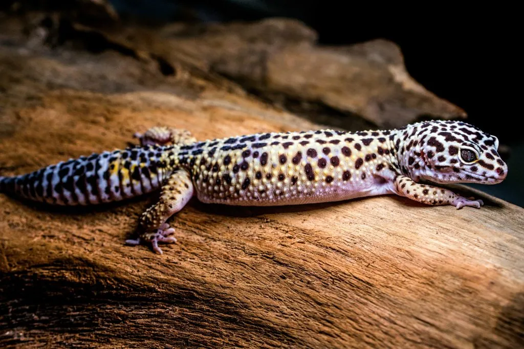 Are leopard geckos easy to take care of?