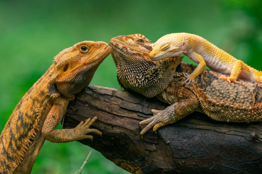 Will bearded dragons and leopard geckos get along?