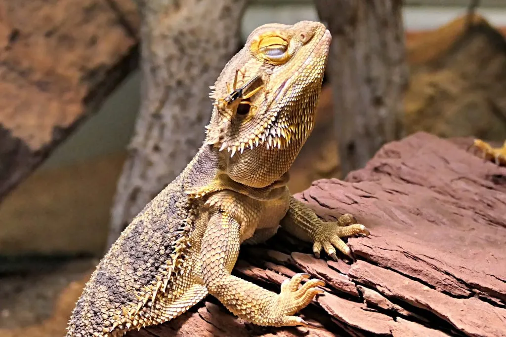 7 Reasons Why Your Bearded Dragon Closes Its Eyes Reptile Craze