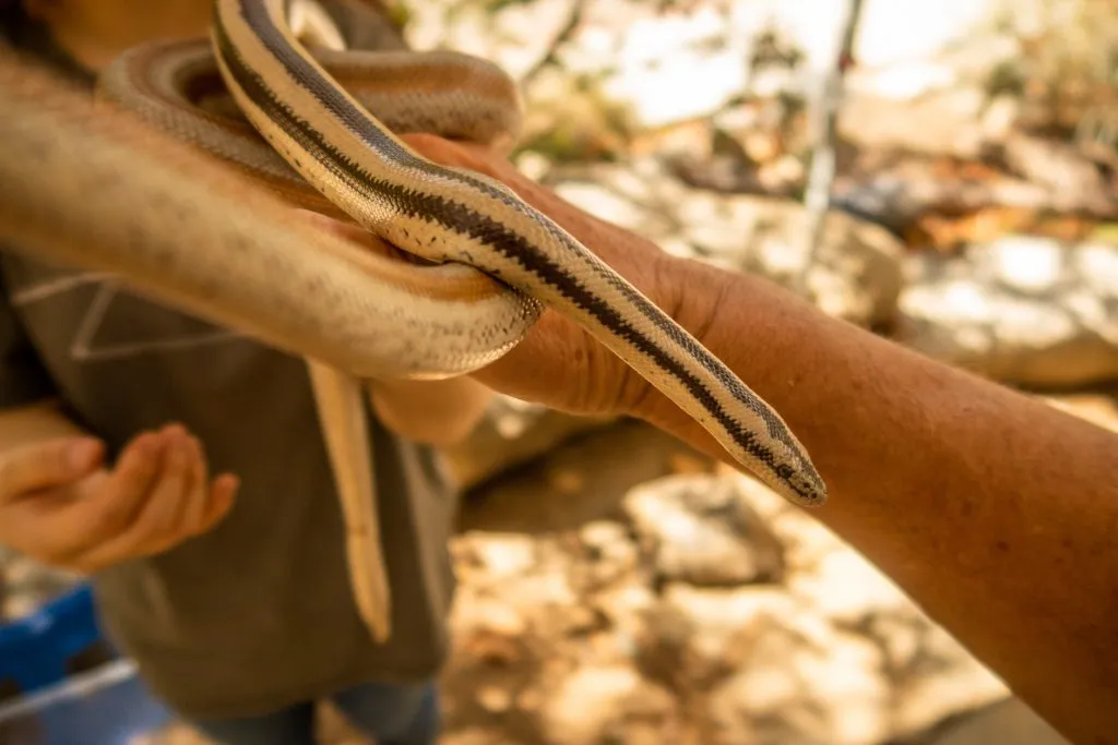 do rosy boas have teeth?