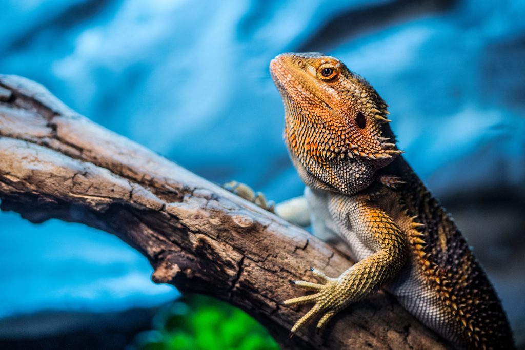 how do i know if my bearded dragon has an eye infection