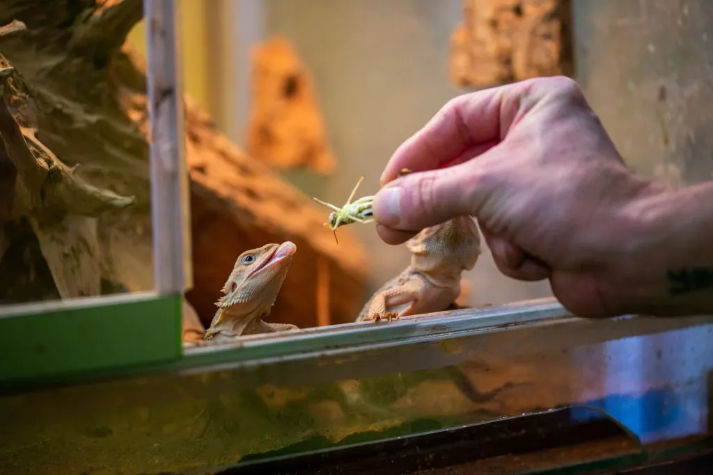 bearded dragon eyes watering when eating