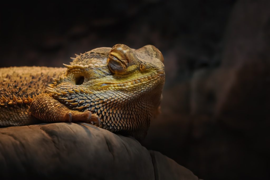 causes of cloudy eyes in bearded dragons