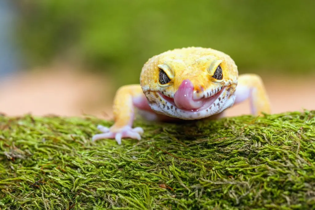 leopard gecko care instructions