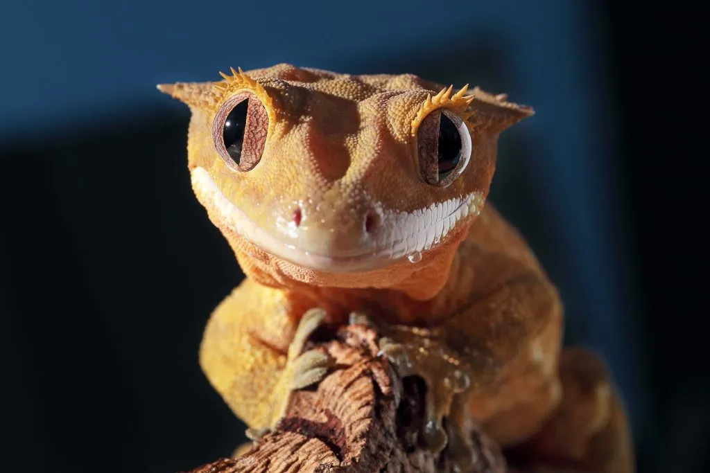 crested gecko care guide