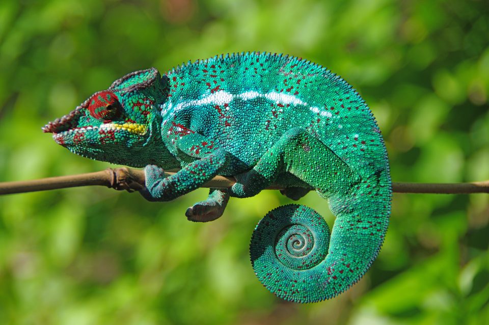 Panther Chameleon Care Guide: Diet, Housing, Facts - Reptile Craze