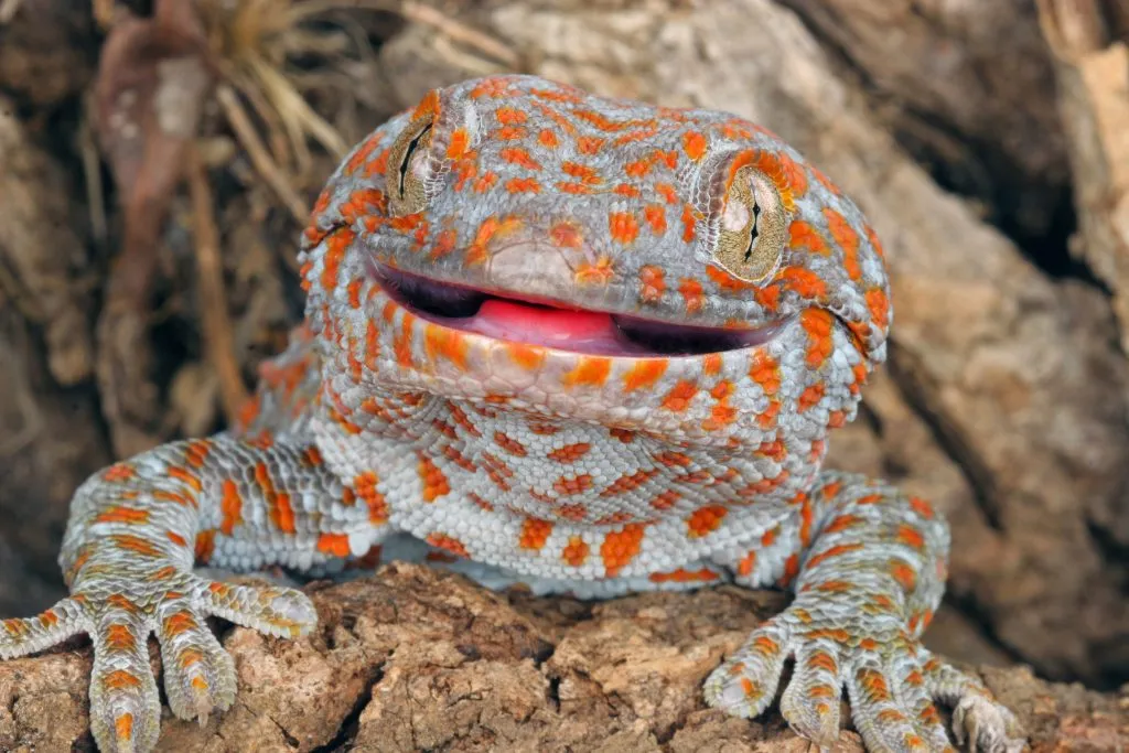 how to care for baby tokay geckos