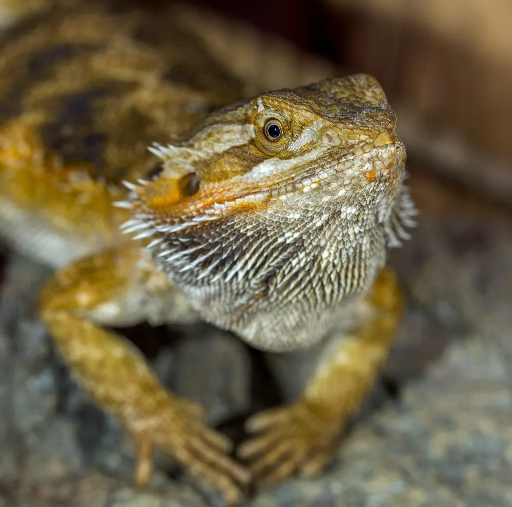 what does a bearded dragon bite look like