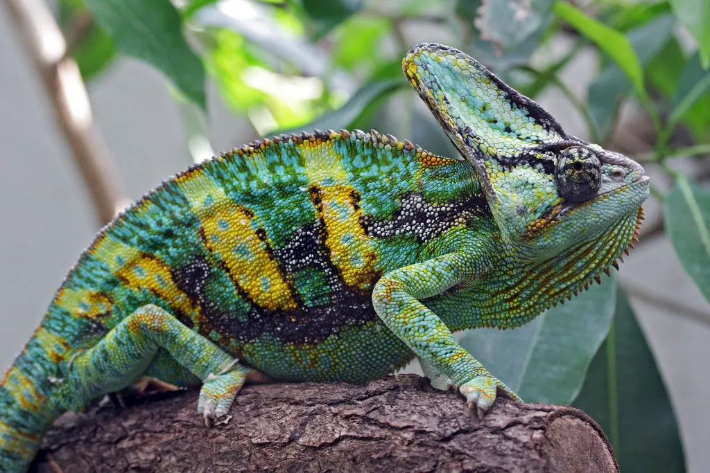 Veiled Chameleon Care Sheet