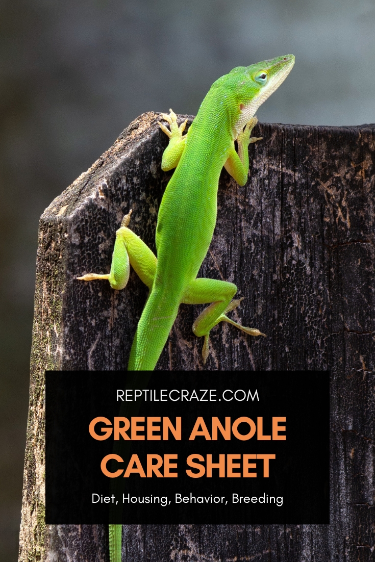 Green Anole Care Sheet