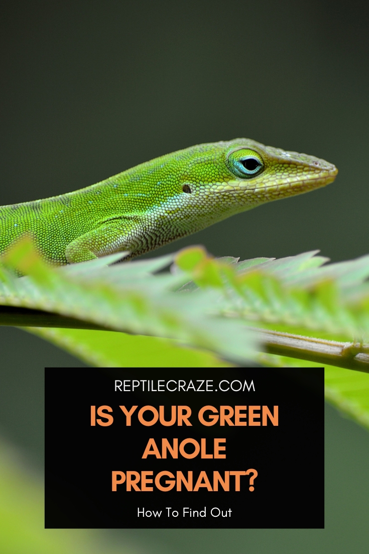 how to tell if my green anole is pregnant