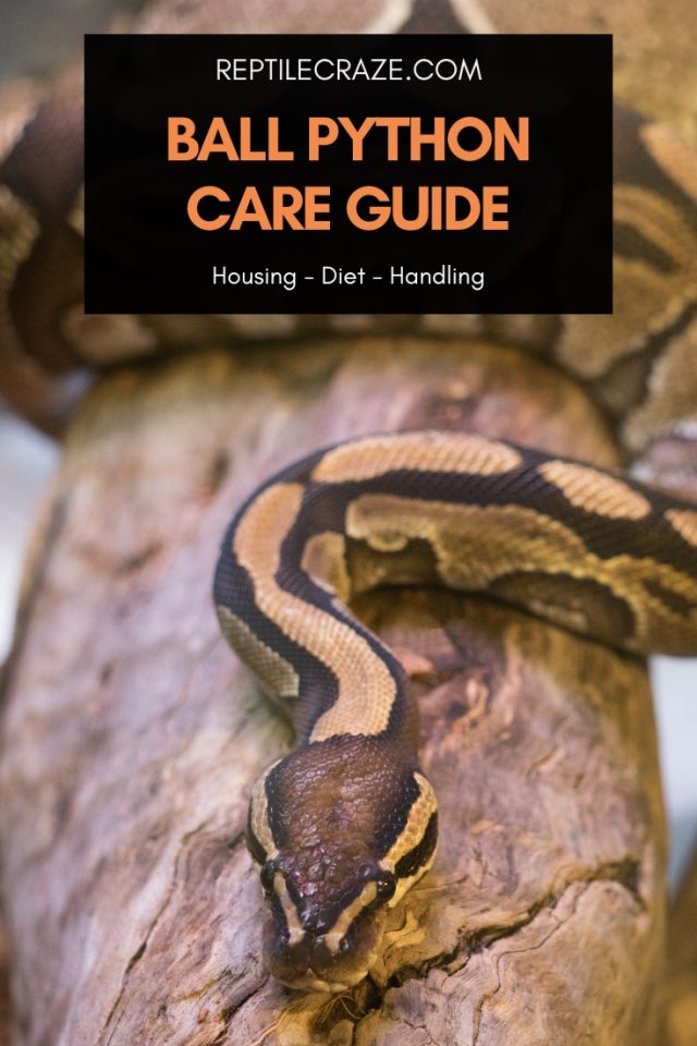 DeKay’s Brown Snake Care: Best Beginner Snake! - Reptile Craze