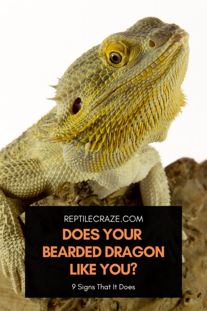 9 Signs That Your Bearded Dragon Likes You - Reptile Craze