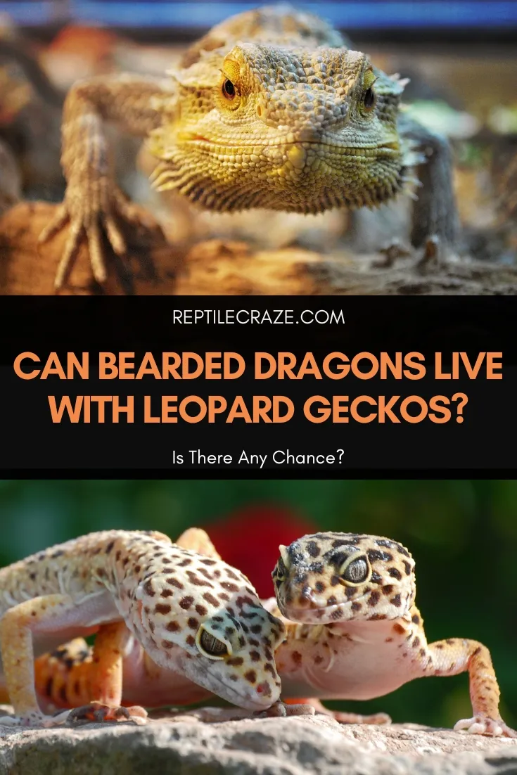 can bearded dragons live with leopard geckos?