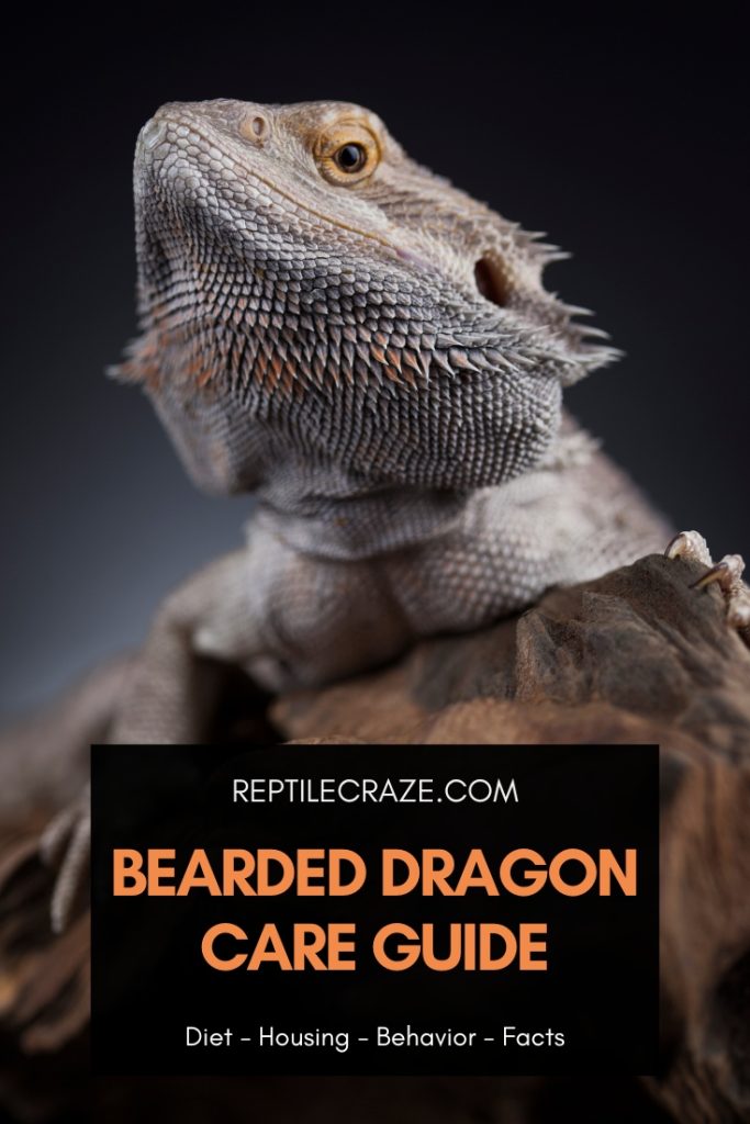 Bearded Dragon Care Guide: Diet, Housing, Facts - Reptile Craze