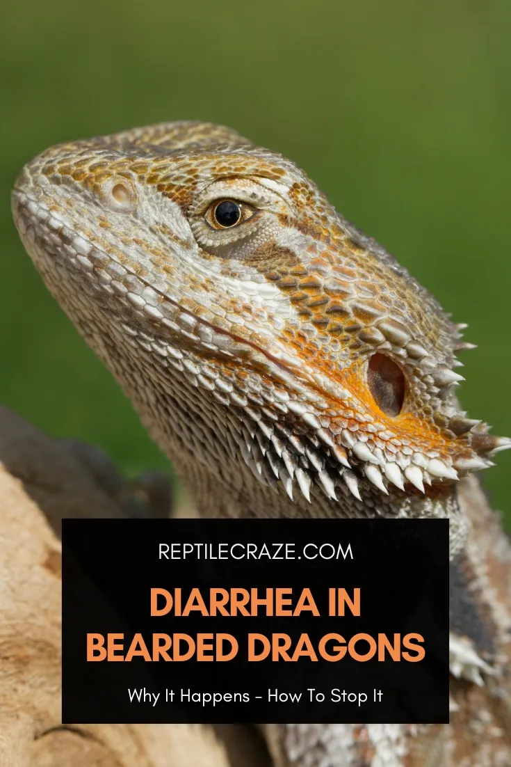 bearded dragon diarrhea