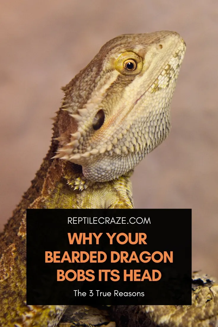 bearded dragon head bobbing