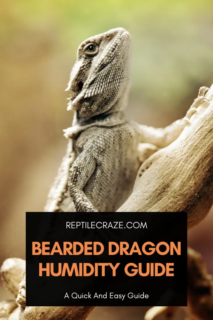 bearded dragon humidity