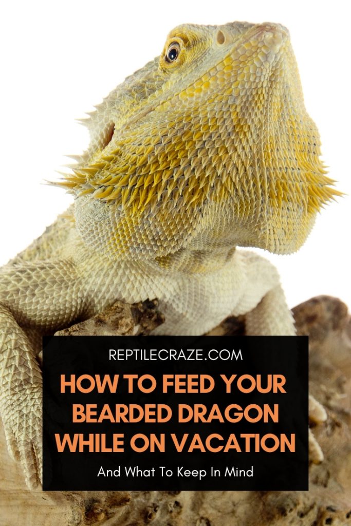 Automatic feeder on sale for bearded dragon