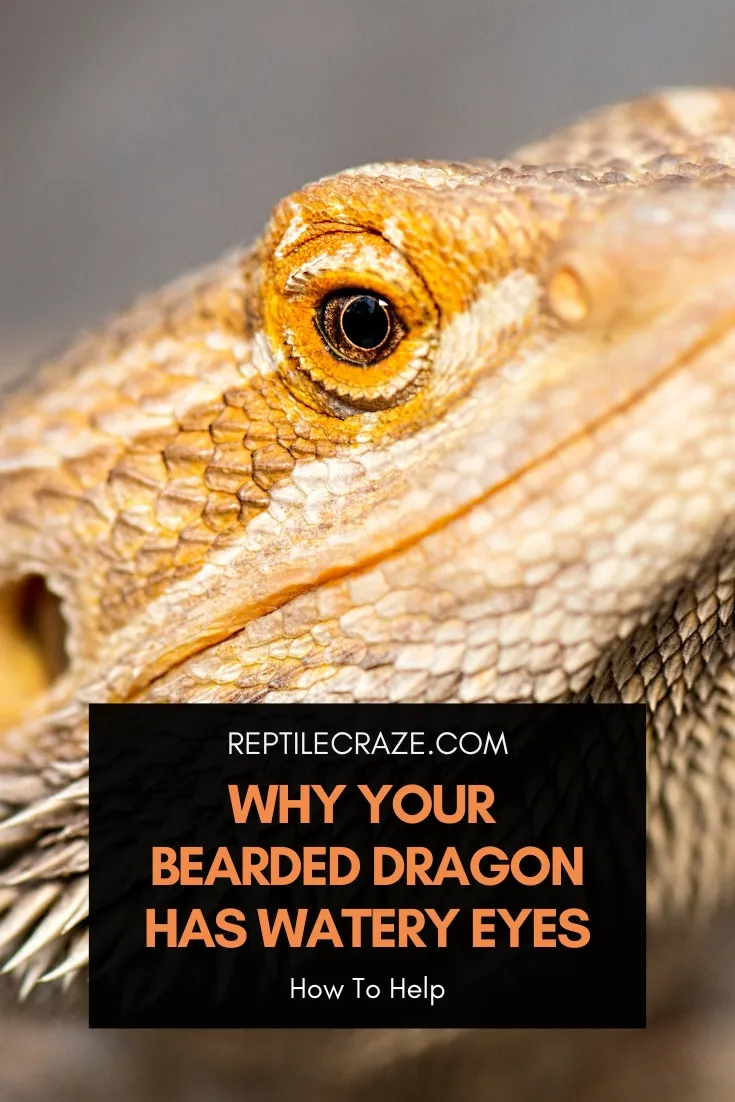 Bearded Dragon Watery Eyes