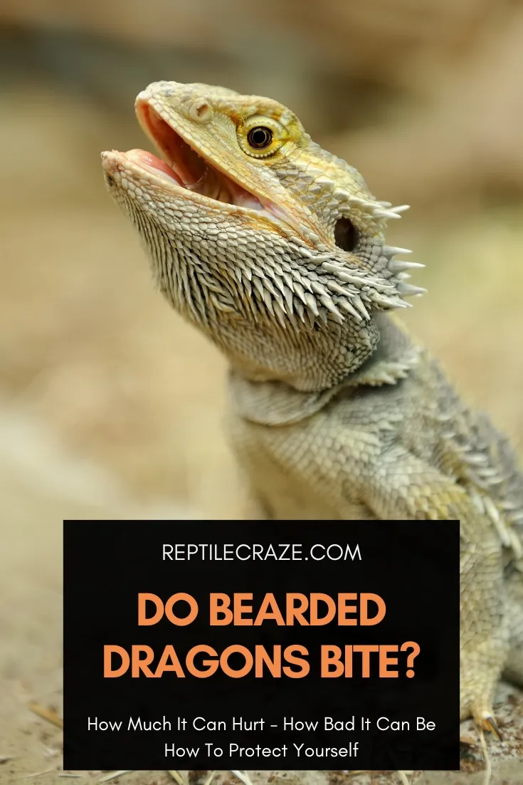 do bearded dragons bite?