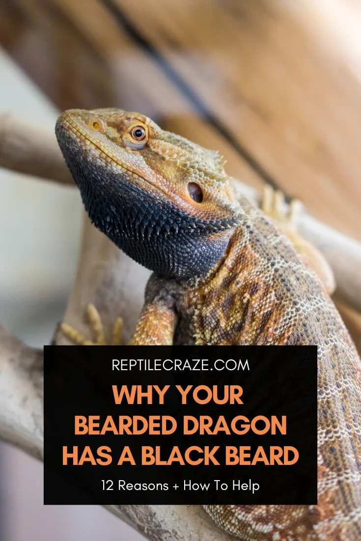 bearded dragon black