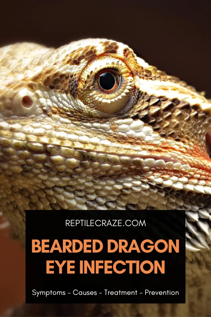 bearded dragon eye infection